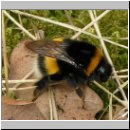 Bombus terrestris - Erdhummel 05.jpg